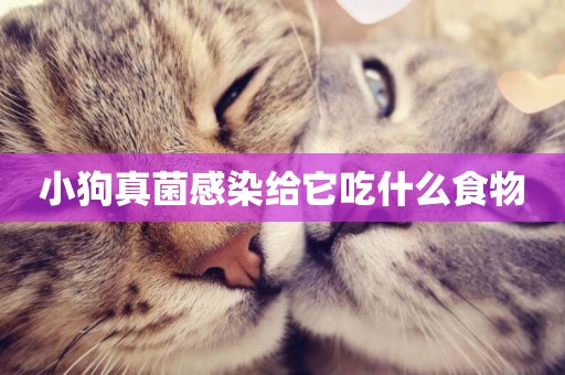 小狗真菌感染給它吃什么食物
