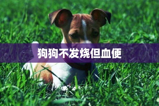 狗狗不發燒但血便