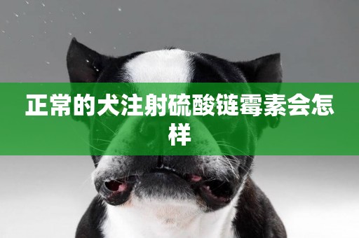 正常的犬注射硫酸鏈霉素會怎樣