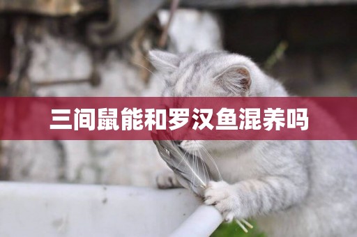 三間鼠能和羅漢魚混養嗎