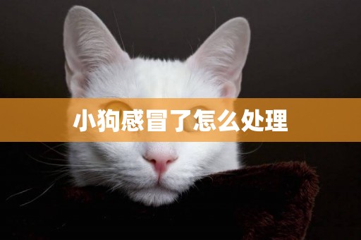 小狗感冒了怎么處理