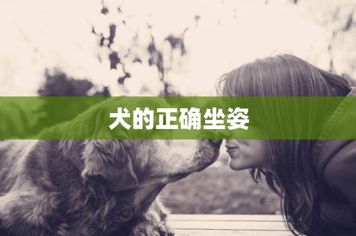 犬的正確坐姿