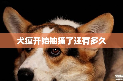 犬瘟開始抽搐了還有多久