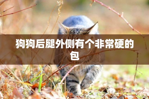 狗狗后腿外側有個非常硬的包