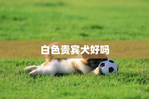 白色貴賓犬好嗎