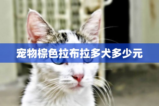 寵物棕色拉布拉多犬多少元