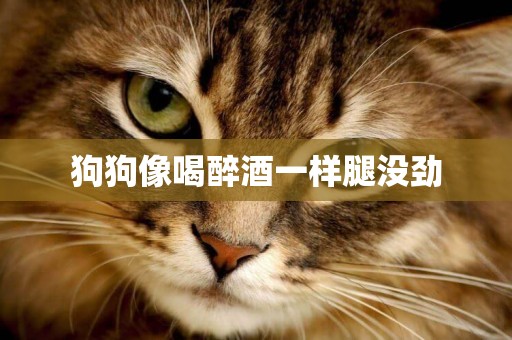 狗狗像喝醉酒一樣腿沒勁