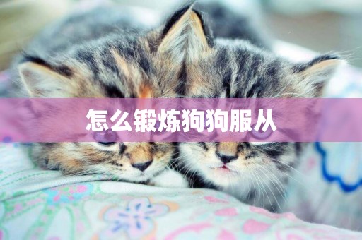 怎么鍛煉狗狗服從