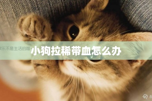 小狗拉稀帶血怎么辦