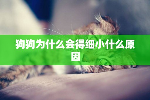狗狗為什么會得細小什么原因