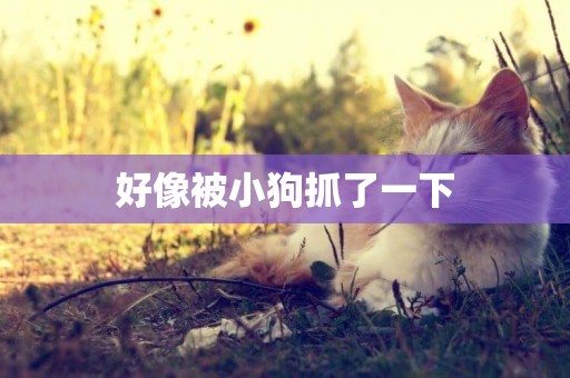 好像被小狗抓了一下