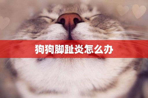 狗狗腳趾炎怎么辦