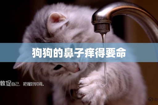 狗狗的鼻子癢得要命