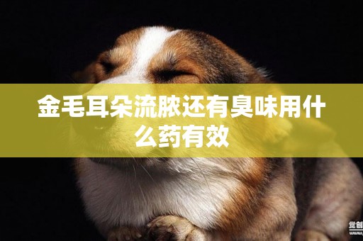金毛耳朵流膿還有臭味用什么藥有效