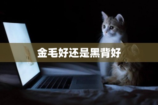 金毛好還是黑背好