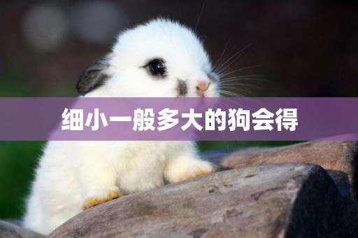 細小一般多大的狗會得