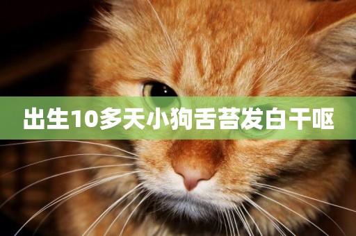 出生10多天小狗舌苔發白干嘔