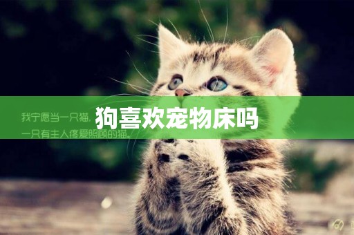 狗喜歡寵物床嗎