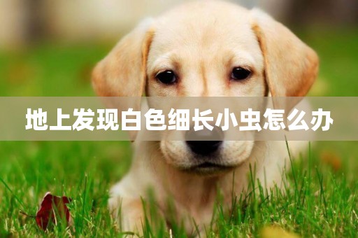 地上發現白色細長小蟲怎么辦