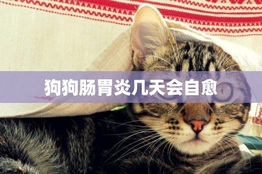 狗狗腸胃炎幾天會自愈