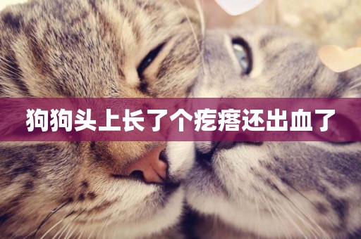 狗狗頭上長了個疙瘩還出血了
