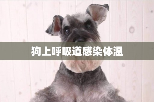 狗上呼吸道感染體溫