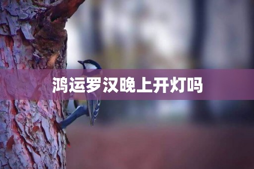 鴻運羅漢晚上開燈嗎