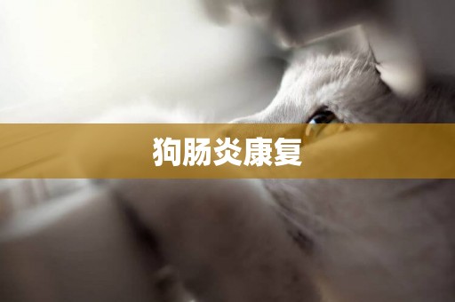 狗腸炎康復