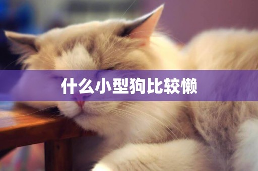 什么小型狗比較懶