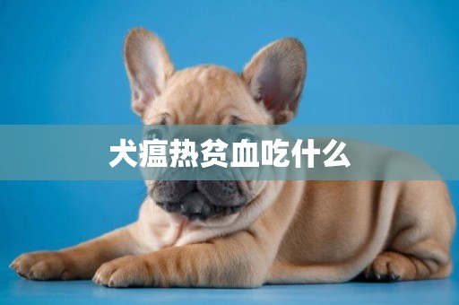 犬瘟熱貧血吃什么