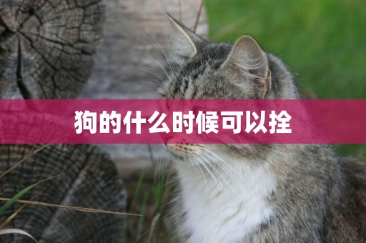 狗的什么時候可以拴
