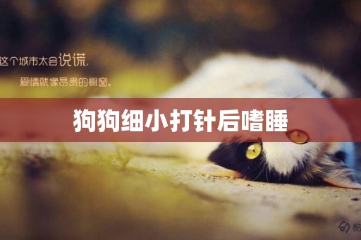 狗狗細小打針后嗜睡