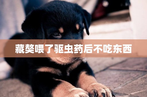 藏獒喂了驅蟲藥后不吃東西