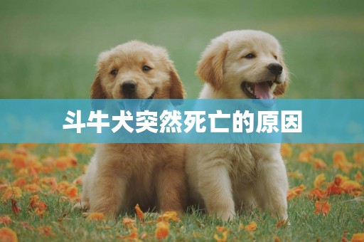 斗牛犬突然死亡的原因