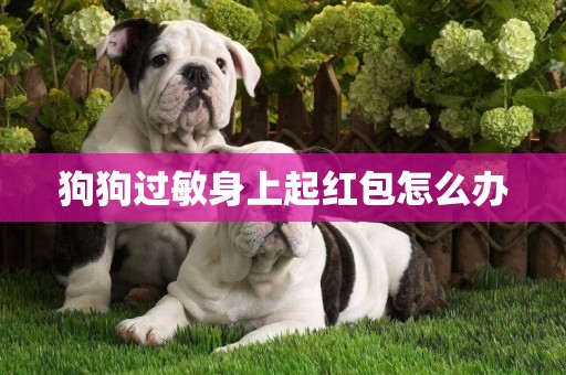 狗狗過敏身上起紅包怎么辦