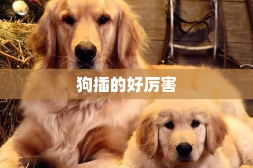 狗插的好厲害