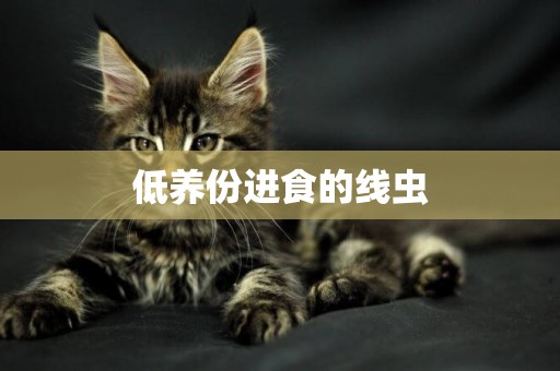 低養份進食的線蟲