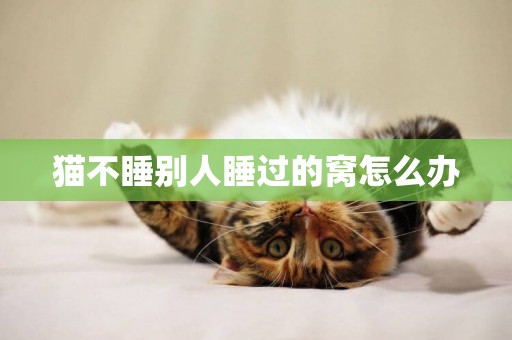 貓不睡別人睡過的窩怎么辦