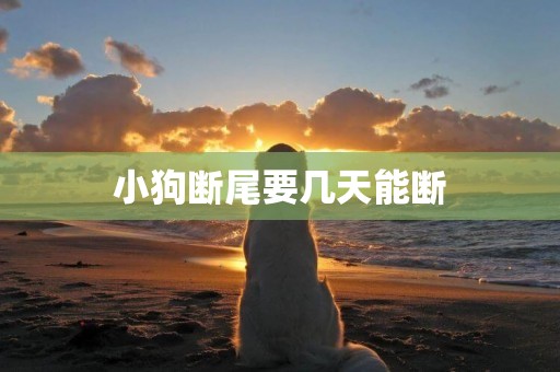 小狗斷尾要幾天能斷