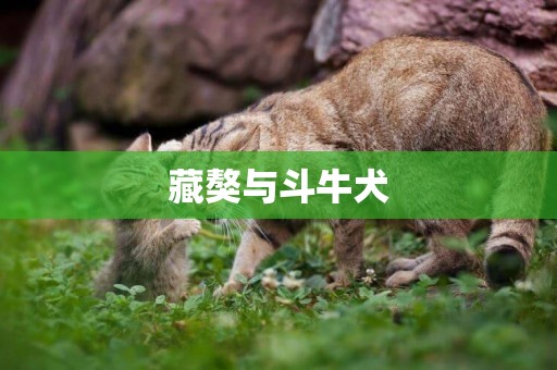 藏獒與斗牛犬