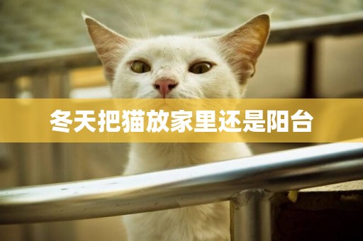 冬天把貓放家里還是陽臺