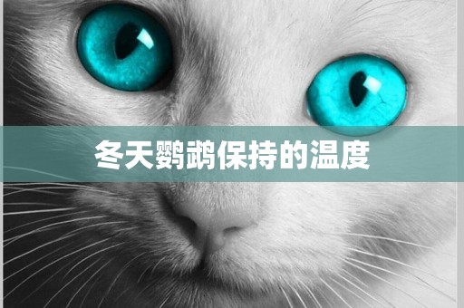 冬天鸚鵡保持的溫度