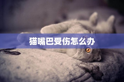 貓嘴巴受傷怎么辦