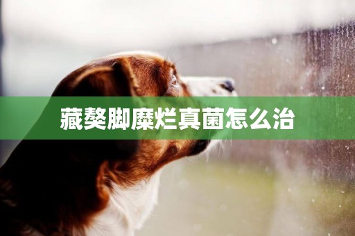 藏獒腳糜爛真菌怎么治