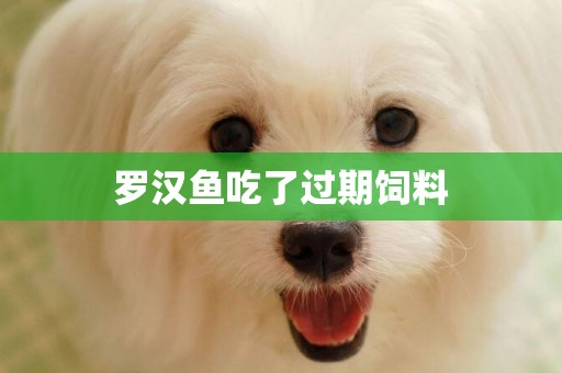 羅漢魚吃了過期飼料