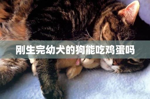 剛生完幼犬的狗能吃雞蛋嗎
