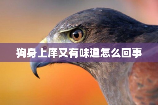 狗身上庠又有味道怎么回事