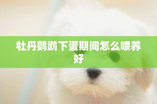 牡丹鸚鵡下蛋期間怎么喂養好