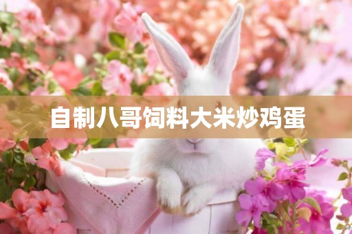 自制八哥飼料大米炒雞蛋