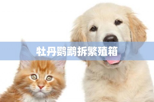 牡丹鸚鵡拆繁殖箱